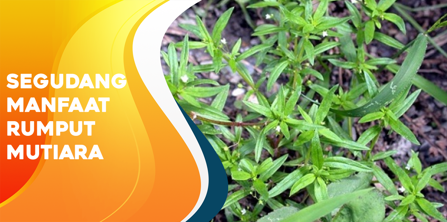 Segudang Manfaat Rumput Mutiara